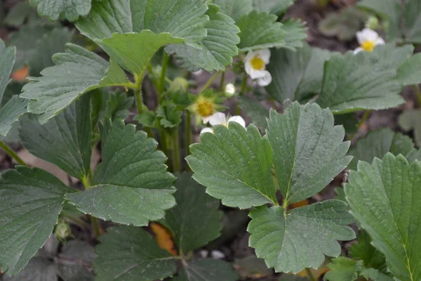 Plante Artisanale Jardinage Des Buissons Verts Belles Feuilles Fleurs Fraises — Photo