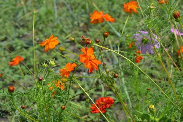 Cosmos Een Geslacht Uit Grassenfamilie Asteraceae Oranje Bloemen — Stockfoto