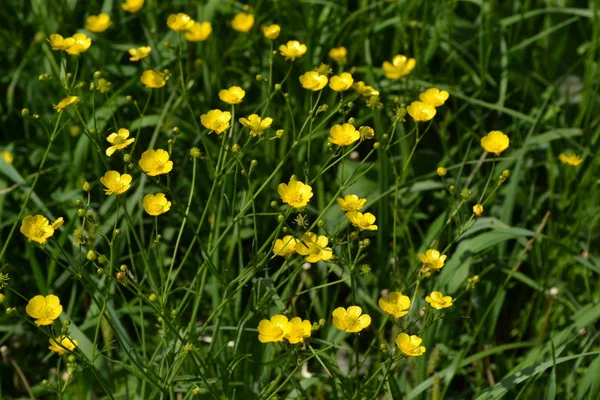 Gula Blommor Rannculus Acris Fält Blomma Smörblomma Orsakande Vanlig Typ — Stockfoto