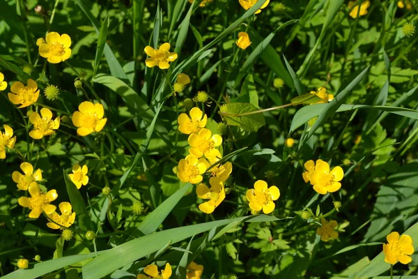 Yellow Flowers Rannculus Acris Field Forest Plant Flower Bed Beautiful — 스톡 사진