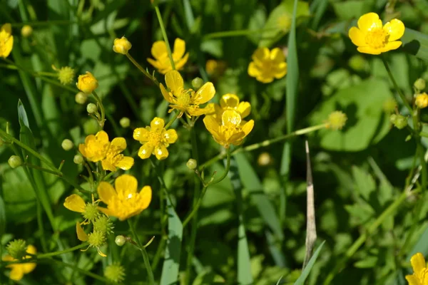 Κίτρινα Λουλούδια Ράνκουλους Άκρις Πεδίο Δασικό Φυτό Λουλούδι Κρεβάτι Όμορφα — Φωτογραφία Αρχείου