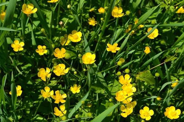バターカップ因果的 バターカップの一般的なタイプ ランキュラス アクリスフィールド 森林植物 美しい穏やかな植物 晴れた夏の日 黄色の花 — ストック写真