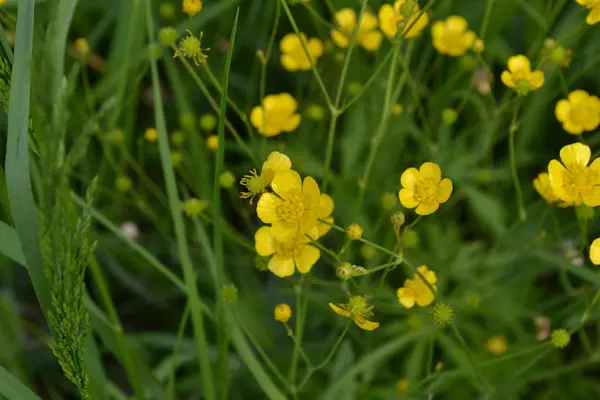 Rannculus Acris Smörblomma Orsakande Vanlig Typ Smörbägare Fält Skogsplantor Blomstersäng — Stockfoto