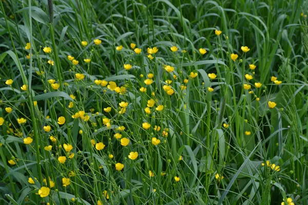 Rannculus Acris Buttercup Caustic Common Type Buttercups Field Forest Plant — Stock Photo, Image