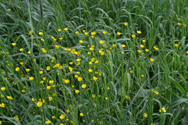 Rannculus Acris Buttercup Cáustico Tipo Comum Copos Manteiga Campo Planta — Fotografia de Stock