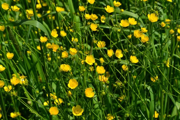 Rannculus Acris Field Forest Yellow Flowers Buttercup Caustic Common Type — Stock Photo, Image