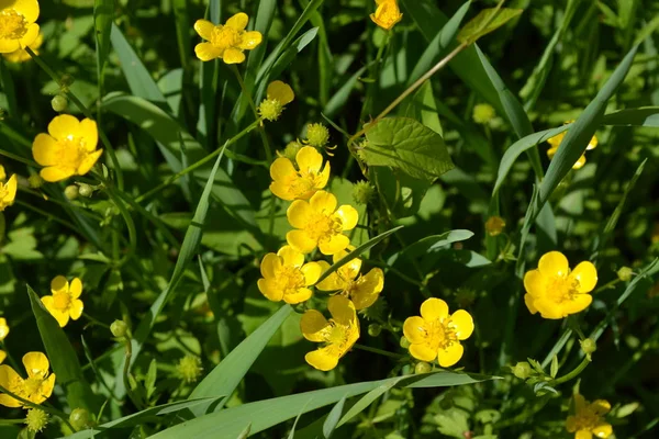 Yellow Flowers Rannculus Acris Field Forest Plant Flower Bed Beautiful — 스톡 사진