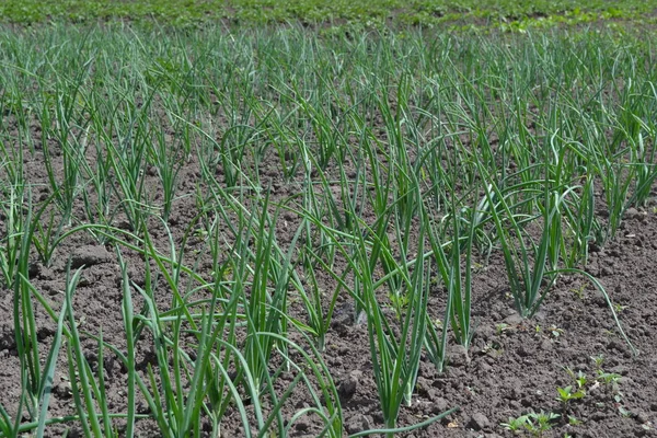 Zwiebelzwiebeln Grüne Sprossen Auf Schwarzem Hintergrund Frühlingstag Garten Allium Sepa — Stockfoto