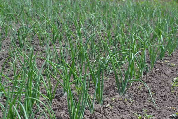 Bolbo Cebola Brotos Verdes Num Fundo Preto Dia Primavera Allium — Fotografia de Stock