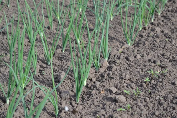 Ampoule Oignon Germes Verts Sur Fond Noir Culture Végétale Généralisée — Photo