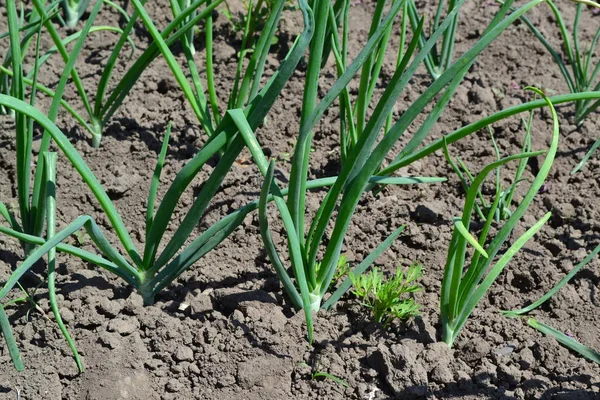 Ebedi bitki, Alliaceae ailesi. Geniş sebze kültürü. Soğan soğanı, siyah arka planda yeşil lahanalar. Bahar günü, ev bahçesi. Çiftlik. Allium sepa
