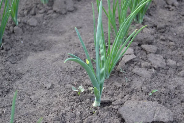 Perennial Herb Family Alliaceae Widespread Vegetable Culture Onion Bulb Green — 스톡 사진