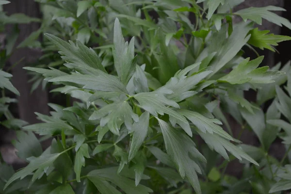 Medicinal plant. Green shiny leaves, peculiar smell. Lovage. Levisticum officinal. Perennial herbaceous plant, monotypic genus of the family Umbrella. Home flowerbed