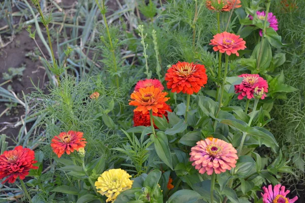 Flower Zinnia. Gardening. Home garden, flower bed. House. Zinnia, a genus of annual and perennial grasses and dwarf shrubs of the Asteraceae family. Red flowers