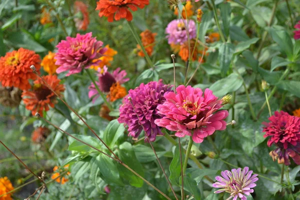 Gardening. Flower Zinnia. Home garden, flower bed. House, field, farm, village. Zinnia, a genus of annual and perennial grasses and dwarf shrubs of the Asteraceae family. Multicolored flowers