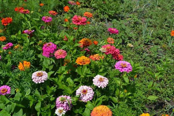 Flower Zinnia. Gardening. Home garden, bed. Zinnia, a genus of annual and perennial grasses and dwarf shrubs of the Asteraceae family. Multicolored