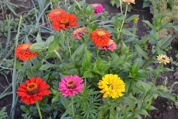 Blütenzinnien Gartenarbeit Hausgarten Blumenbeet Haus Feld Zinnia Eine Gattung Einjähriger — Stockfoto