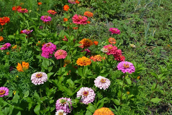 Zinnia çiçeği. Bahçıvanlık. Ev bahçesi. Zinnia, Asteraceae ailesinin yıllık ve daimi otları ve cüce çalıları cinsi. Çok renkli.