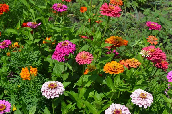 Květinová Zinnie Zahradničení Zinnia Rod Jednoletých Trvalých Trav Zakrslých Keřů — Stock fotografie
