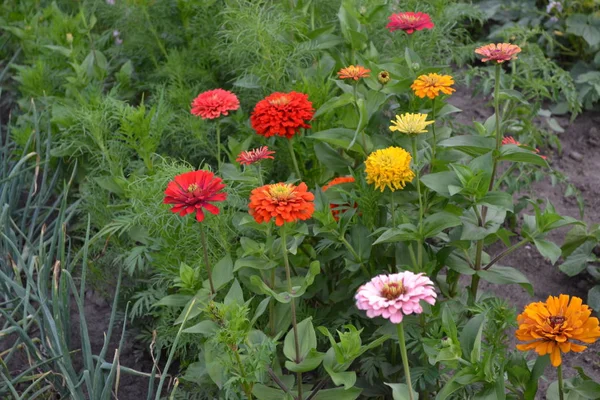 Flower Zinnia Fleurs Multicolores Jardinage Jardin Intérieur Lit Fleurs Maison — Photo