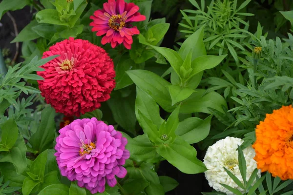 Zinnia, Asteraceae ailesinin yıllık ve daimi otları ve cüce çalıları cinsi. Zinnia çiçeği. Bahçıvanlık. Ev bahçesi. Çok renkli çiçekler.