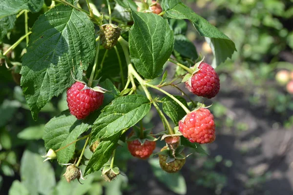 Hallon Vanliga Trädgårdsarbete Hemträdgård Blomstersäng Hus Fält Gård Rubus Idaeus — Stockfoto