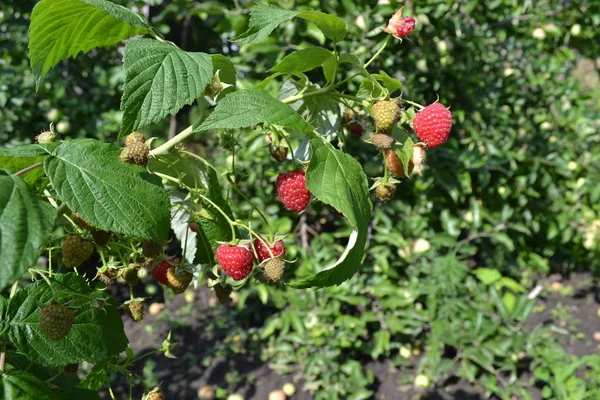 Framboesa Comum Jardinagem Para Casa Rubus Idaeus Uma Espécie Crustáceo — Fotografia de Stock