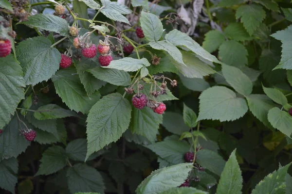 Raspberry ordinary. Rubus idaeus, shrub, a species of the Rubus genus of the family Rosaceae. Gardening. Home garden, flower bed. Tasty and healthy. Red berries