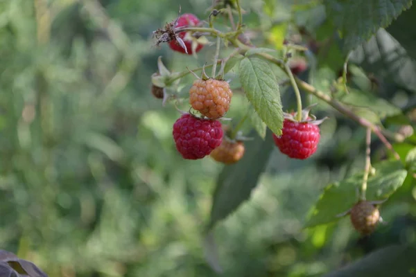 Rubus idaeus, shrub, a species of the Rubus genus of the family Rosaceae. Raspberry ordinary. Tasty and healthy. Red berries