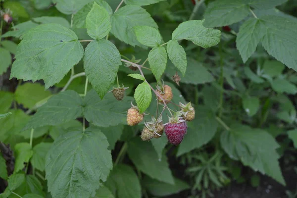 Rubus Idaeus 科バラ科のRubus属の種です おいしさと健康 赤い果実ラズベリーガーデニング 自宅の庭 — ストック写真