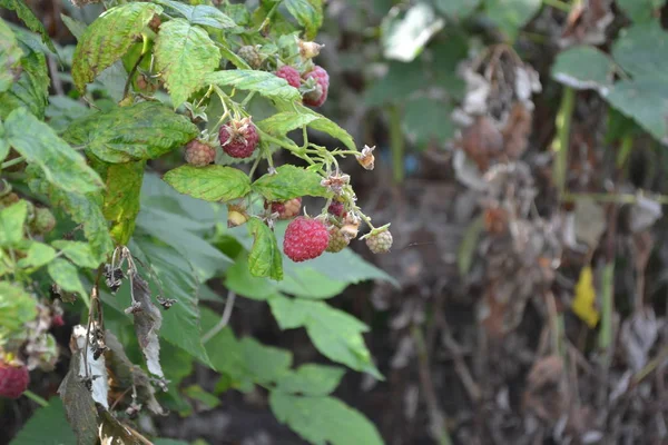 Rubus Idaeus Uma Espécie Crustáceo Família Rosaceae Saboroso Saudável Bagas — Fotografia de Stock