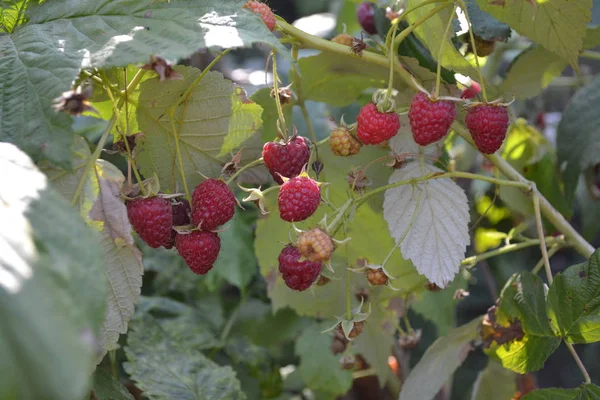 Tasty and healthy. Red berries. Raspberry ordinary. Gardening. Home garden, flower bed. Rubus idaeus, shrub, a species of the Rubus genus of the family Rosaceae