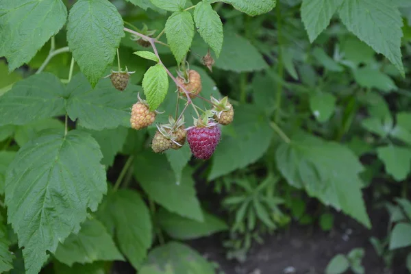 おいしさと健康 赤い果実ラズベリーRubus Idaeus 科バラ科のRubus属の種 — ストック写真