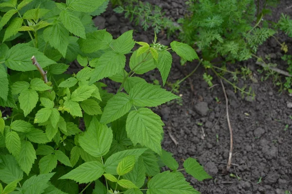 Малина Звичайна Rubuseuseus Чагарник Вид Роду Rubus Родини Rosaceae Садівництво — стокове фото