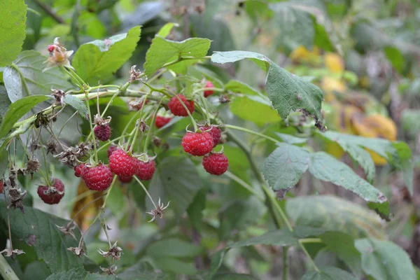 Puutarhanhoito Kotipuutarha Kukkapenkki House Kentälle Vadelma Tavallinen Rubus Idaeus Pensas — kuvapankkivalokuva