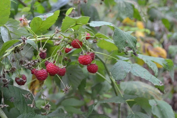 Ogrodnictwo Domowy Ogród Kwietnik Domu Malina Zwyczajna Rubus Idaeus Krzew — Zdjęcie stockowe