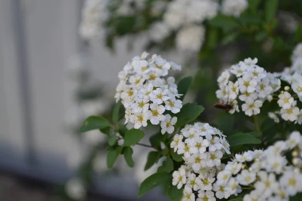 Gardening Home Garden Flower Bed House Green Leaves Bushes Spirea — Stock Photo, Image