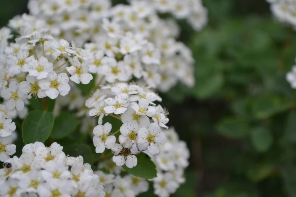 Spiraea Vanhouttei Ornamental Shrub Rosaceae Family Gardening Spirea Wangutta White — Stock Photo, Image