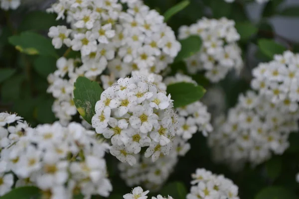 Spiraea Vanhouttei Rosaceae Család Díszcserje Kertészkedés Házikert Virágágy Ház Mező — Stock Fotó