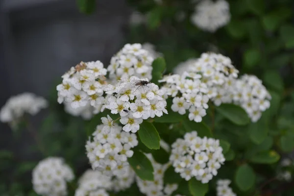 Spiraea Vanhouttei Ornamental Shrub Rosaceae Family Spirea Wangutta White — Stock Photo, Image
