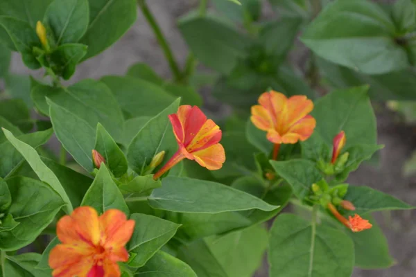 Gardening. Home garden, flower bed. House, field, farm, village. Green leaves, bushes. Night beauty. Mirabilis jalapa, Perennial herb. Orange flowers