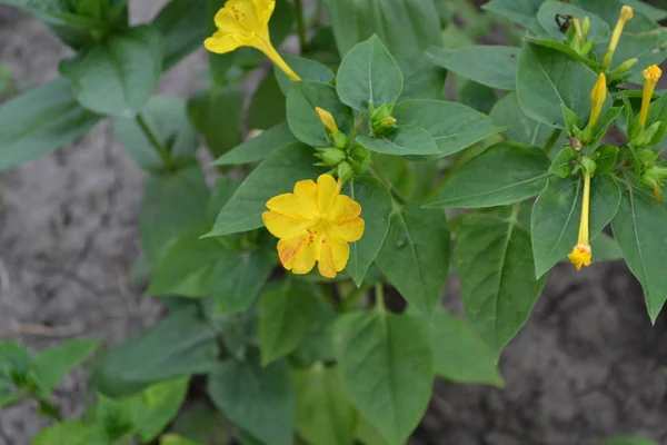 Gardening. Home garden, flower bed. Green leaves, bushes. Night beauty. Mirabilis jalapa, Perennial herb