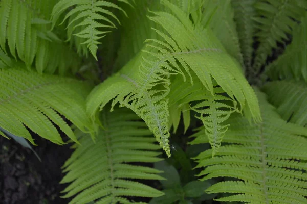 Decoratie Bloembedden Mooie Krullen Varen Polypodiofyta Varkensblad Frond Tuinieren Naar — Stockfoto