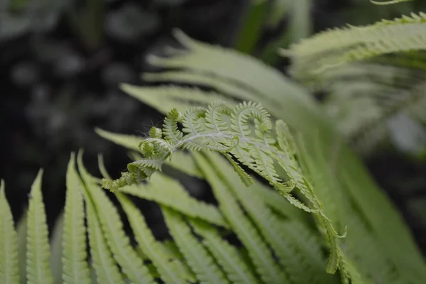 Eğrelti Polypodiophyta Eğreltiotu Yaprağı Frond Bahçıvanlık Yeşil Dekorasyon Çiçek Tarhı — Stok fotoğraf