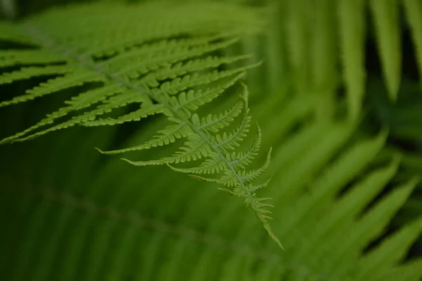Cześć Fern Polipodiofita Fern Leaf Liść Ogrodnictwo Domowy Ogród Kwietnik — Zdjęcie stockowe