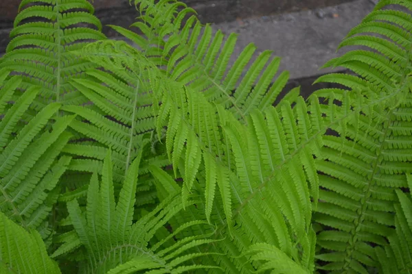 Samambaia Polypodiophyta Jardinagem Casa Jardim Canteiro Flores Casa Folhas Verdes — Fotografia de Stock