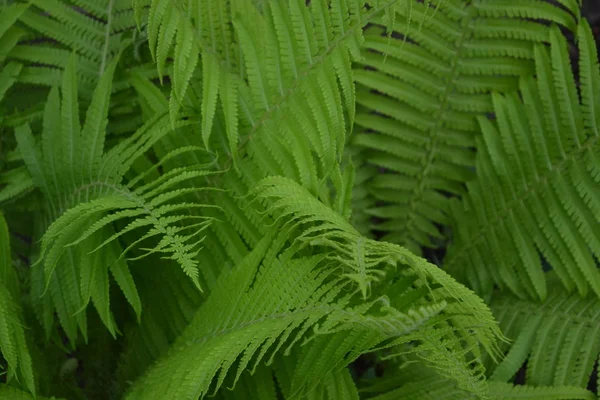 Jardinagem Samambaia Polypodiophyta Folha Samambaia Fronde — Fotografia de Stock