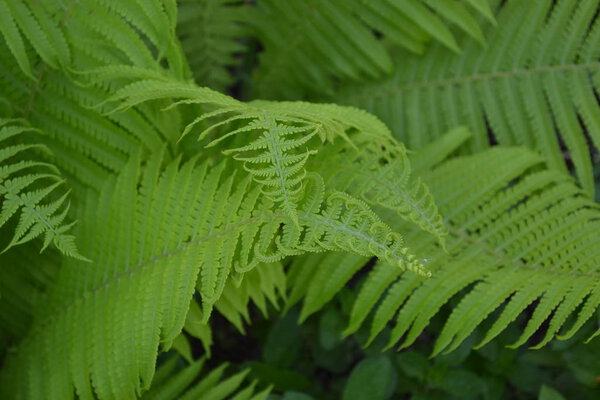 Дом, поле, ферма, деревня. Зеленые листья, кусты. Декоративные клумбы, красивые кудри. Садоводство. Домой. Ферн. Полиподиофиты. Папоротник - Frond
