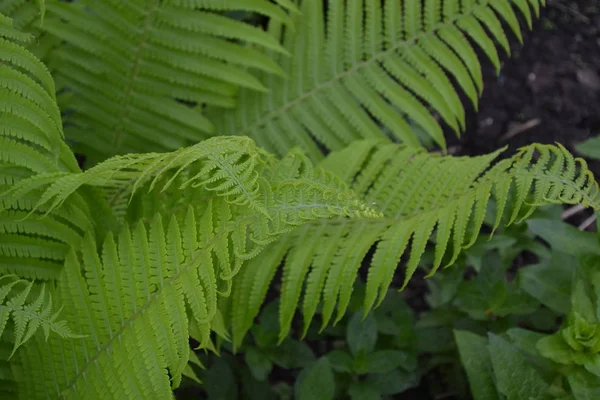 Maison Champ Ferme Jardinage Fougère Polypodiophyta Feuille Fougère Frond — Photo