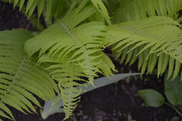 フィールド ガーデニング ファーンポリポジオフィータシダの葉 フロント — ストック写真